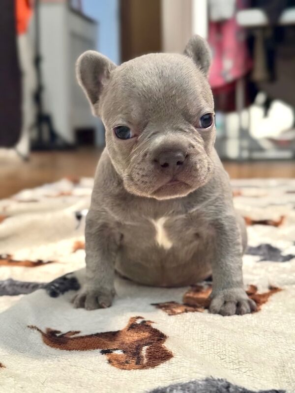 French Bulldog puppies for sale in Shirley, West Midlands