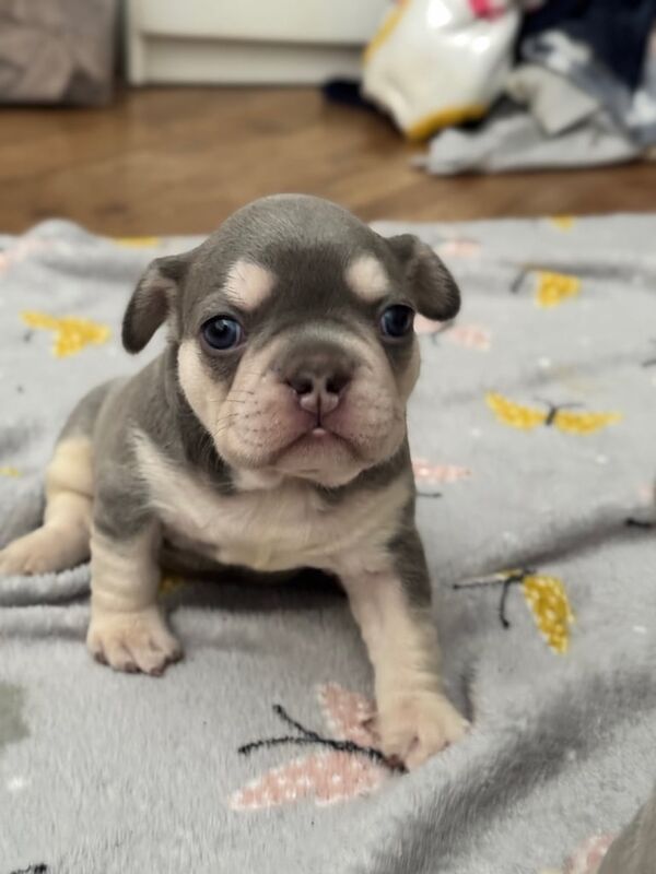 French Bulldog puppies for sale in Shirley, West Midlands | Image 2