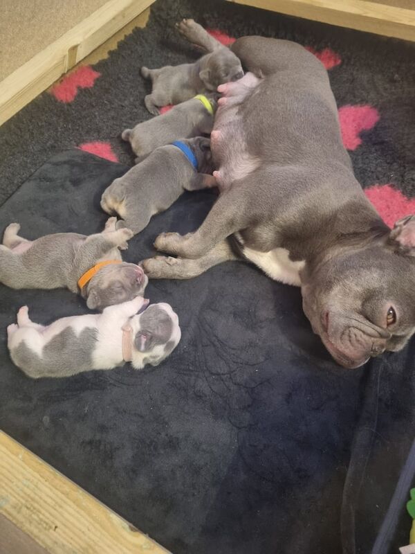French bulldog puppies for sale in Spennymoor, Durham