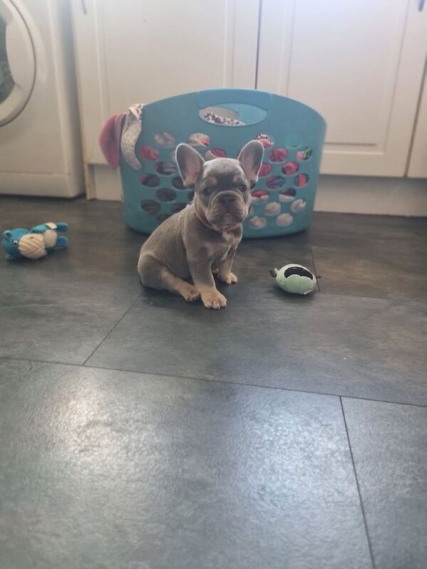 French bulldog puppies for sale in Spennymoor, Durham | Image 2