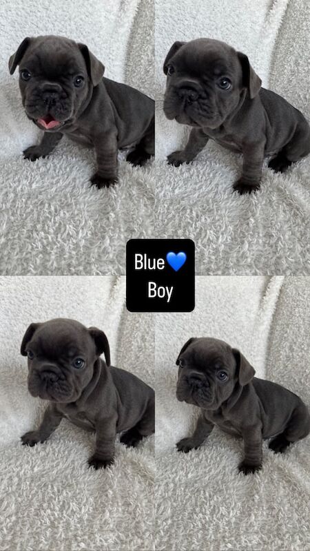 French bulldog puppies for sale in Barrhead, Renfrewshire