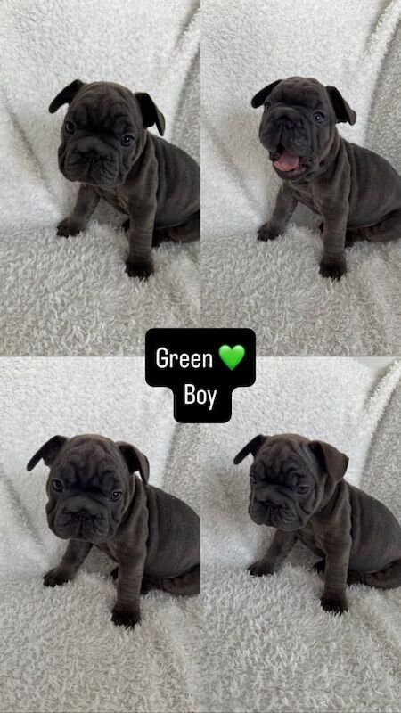 French bulldog puppies for sale in Barrhead, Renfrewshire - Image 2