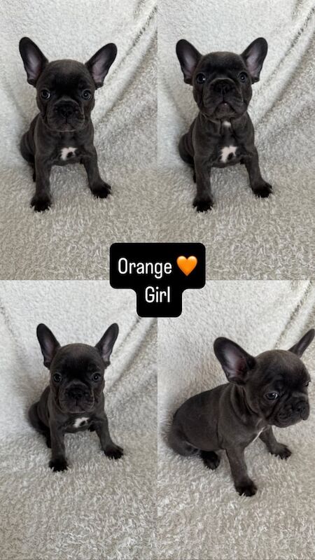 French bulldog puppies for sale in Barrhead, Renfrewshire - Image 3