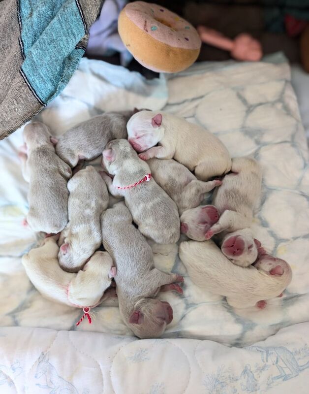 French Bulldog puppies for sale in East Dulwich, Greater London – KC registered, 1 week old