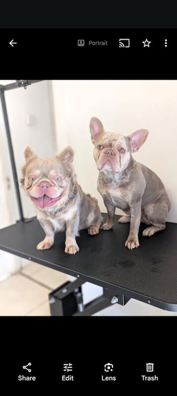 French Bulldog puppies for sale in East Dulwich, Greater London – KC registered, 1 week old - Image 3 of 3
