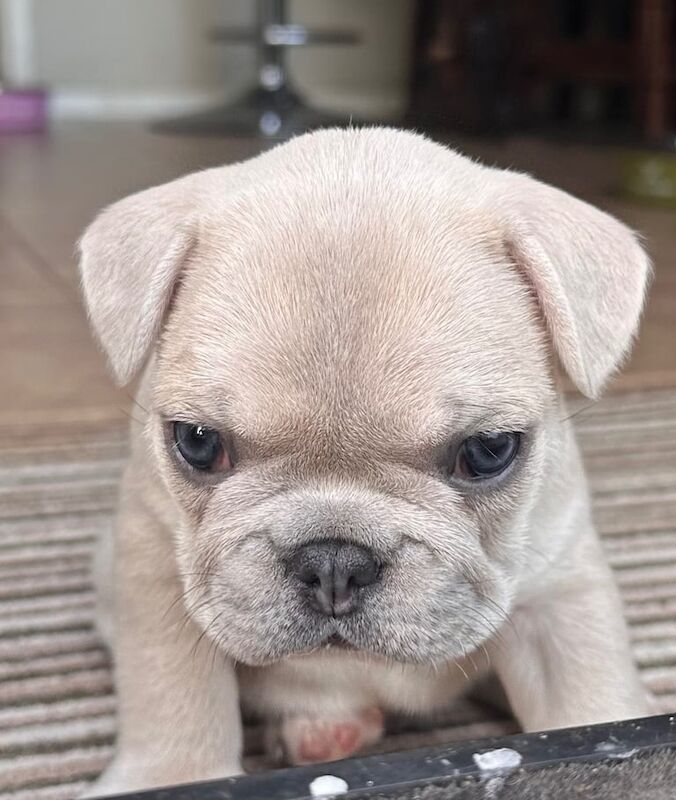 French Bulldog puppies for sale in Coventry, West Midlands – KC registered, 5 weeks old