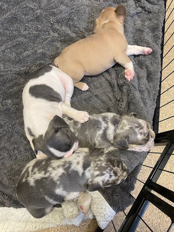 French Bulldog puppies for sale in Leytonstone, Greater London – 6 weeks old