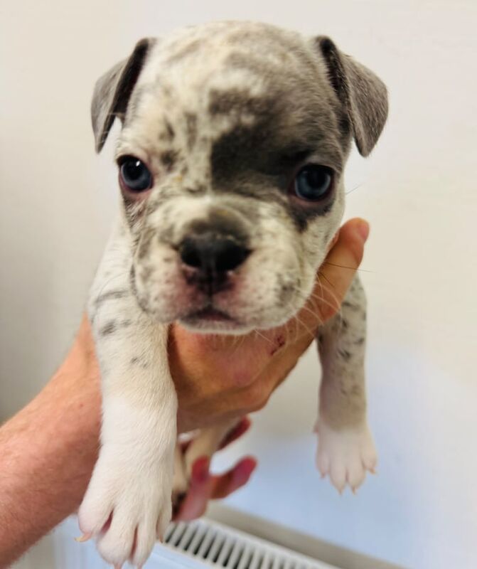 French Bulldog puppies for sale in Leytonstone, Greater London – 8 weeks old - Image 2 of 3