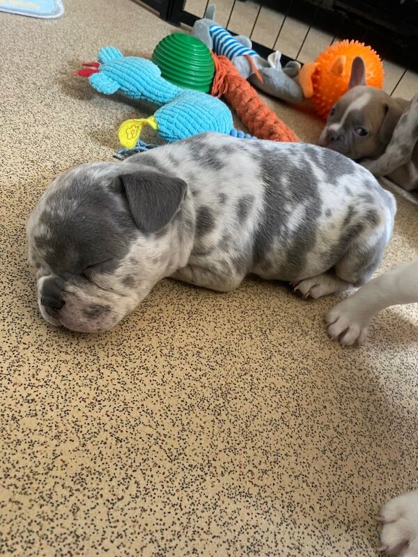 French Bulldog puppies for sale in Leytonstone, Greater London – 8 weeks old - Image 3 of 3