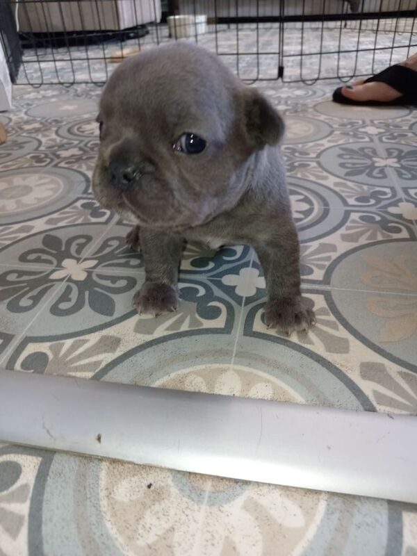 French Bulldog puppies for sale in East Cowes, Isle of Wight β 4 weeks old