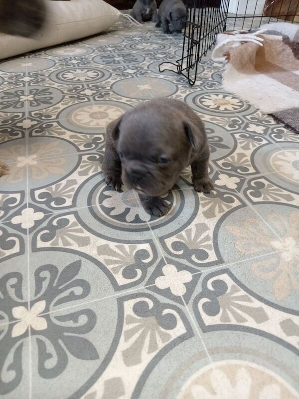 French Bulldog puppies for sale in East Cowes, Isle of Wight – 4 weeks old - Image 2 of 3