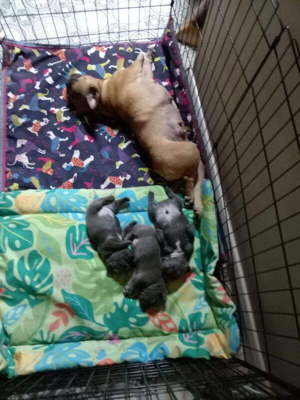 French Bulldog puppies for sale in East Cowes, Isle of Wight – 4 weeks old - Image 3 of 3