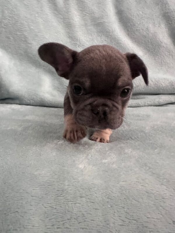 French Bulldog puppies for sale in Burntwood, Staffordshire – KC registered, 8 weeks old