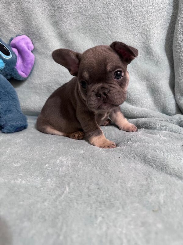 French Bulldog puppies for sale in Burntwood, Staffordshire – KC registered, 8 weeks old - Image 2 of 3