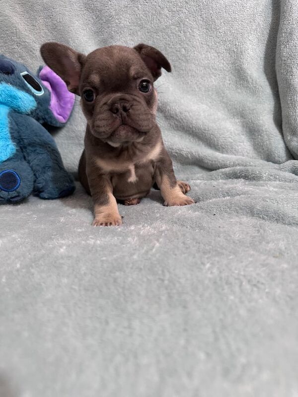 French Bulldog puppies for sale in Burntwood, Staffordshire – KC registered, 8 weeks old - Image 3 of 3