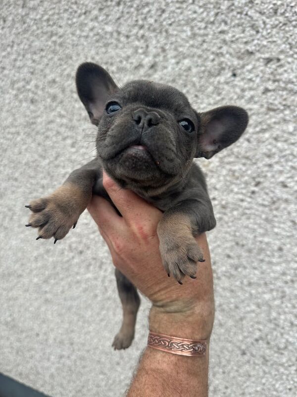 French Bulldog puppies for sale in Maghera, County Londonderry – KC registered, 7 weeks old