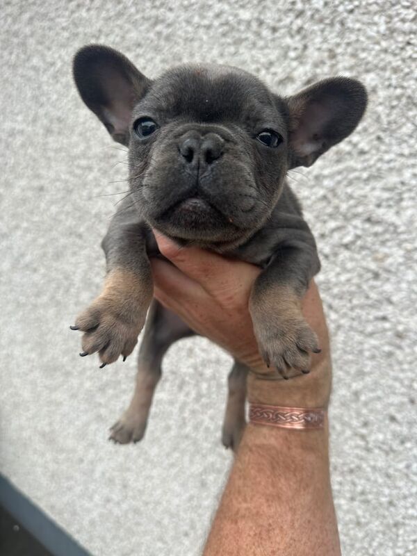 French Bulldog puppies for sale in Maghera, County Londonderry – KC registered, 7 weeks old - Image 2 of 3