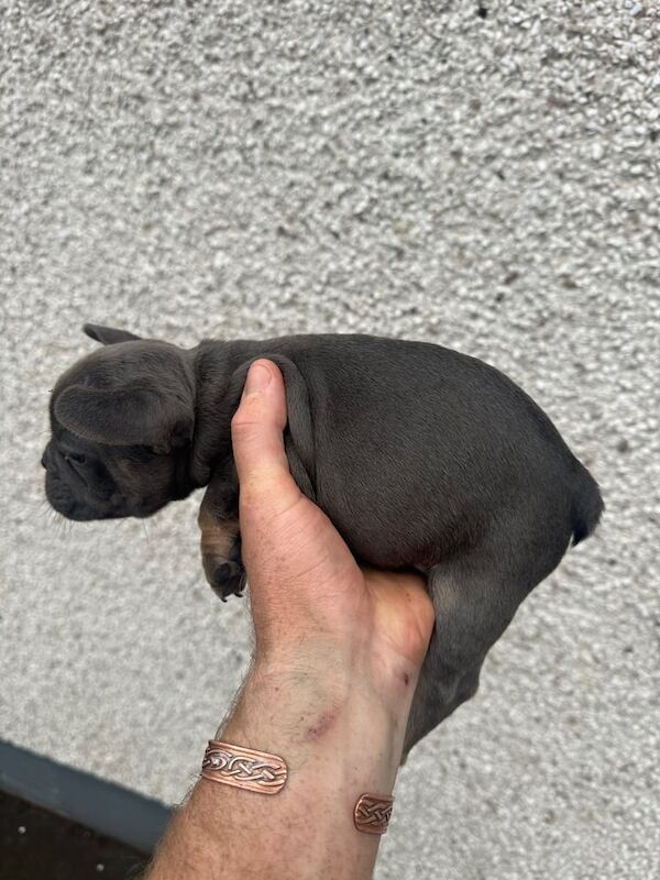 French Bulldog puppies for sale in Maghera, County Londonderry – KC registered, 7 weeks old - Image 3 of 3