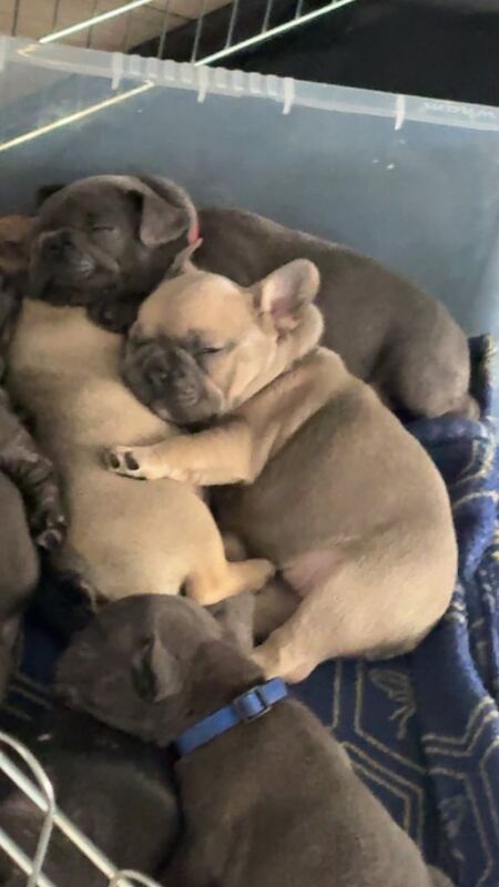 French Bulldog puppies for sale in Kingston upon Hull, East Riding of Yorkshire – 5 weeks old