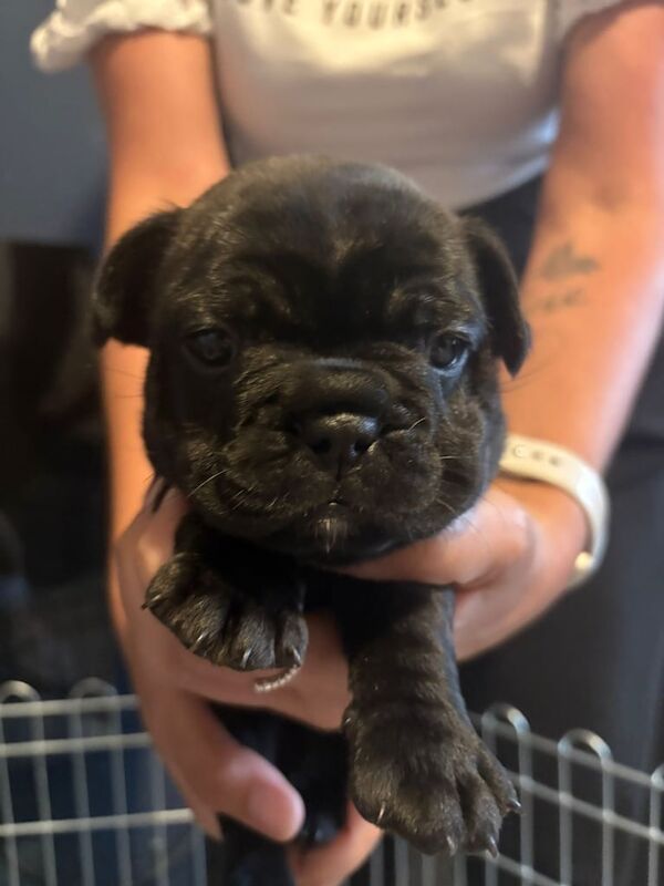 French Bulldog puppies for sale in Kingston upon Hull, East Riding of Yorkshire – 5 weeks old - Image 2 of 3