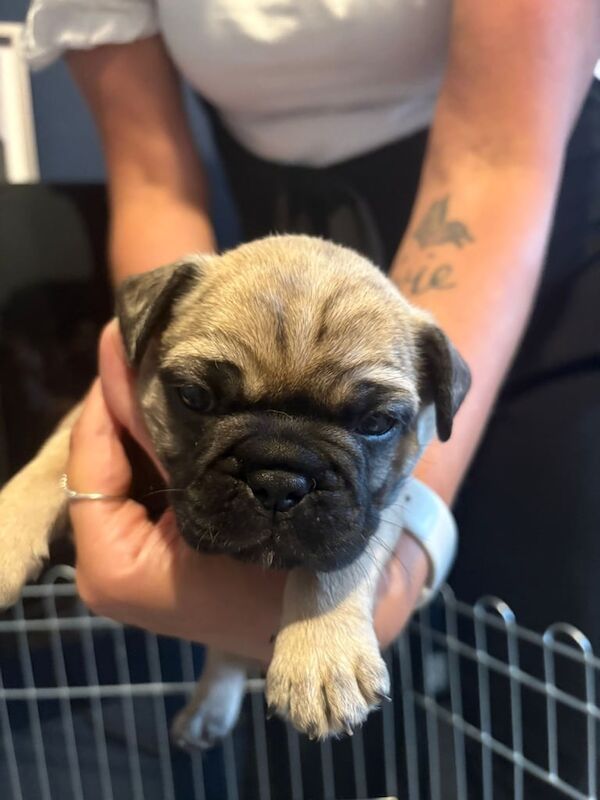 French Bulldog puppies for sale in Kingston upon Hull, East Riding of Yorkshire – 5 weeks old - Image 3 of 3