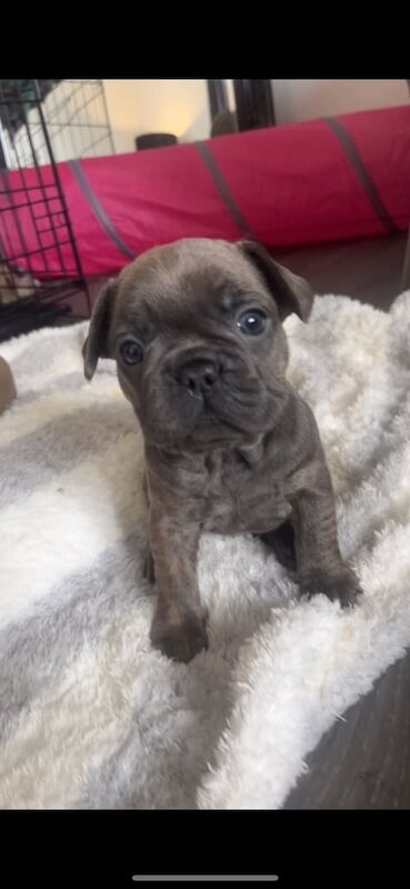 French Bulldog puppies for sale in Glasgow, City of Glasgow – 6 weeks old