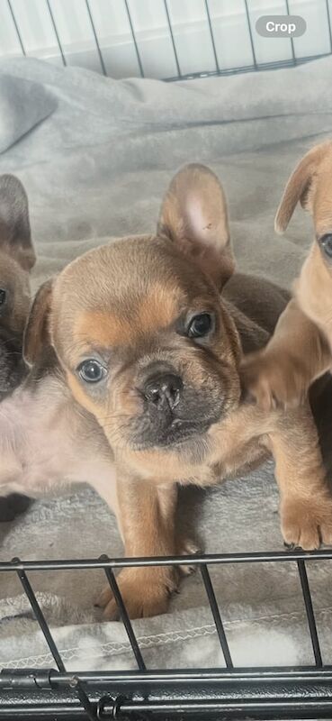 French Bulldog puppies for sale in Glasgow, City of Glasgow – 6 weeks old - Image 3 of 3