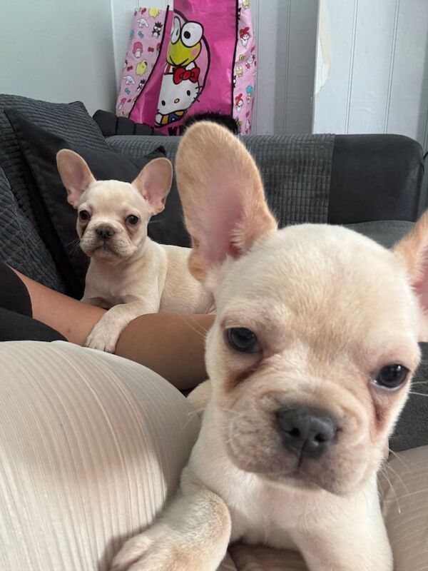 French Bulldog puppies for sale in Aspley, Nottinghamshire – 10 weeks old