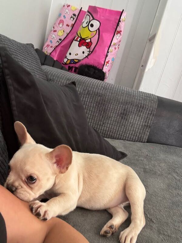 French Bulldog puppies for sale in Aspley, Nottinghamshire – 10 weeks old - Image 2 of 3