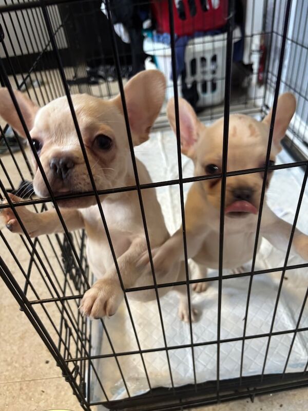 French Bulldog puppies for sale in Aspley, Nottinghamshire – 10 weeks old - Image 3 of 3