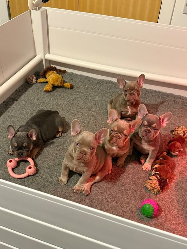 French Bulldog puppies for sale in Dunfermline, Fife – KC registered, 7 weeks old