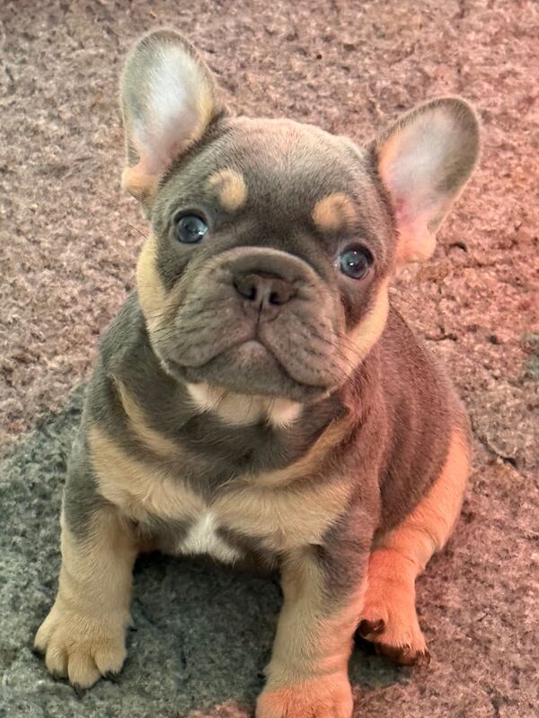 French Bulldog puppies for sale in Dunfermline, Fife – KC registered, 7 weeks old - Image 2 of 3