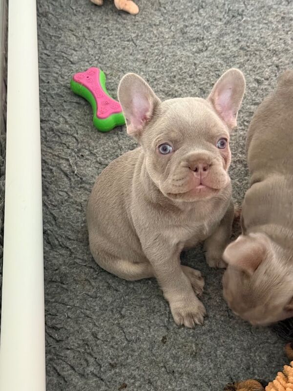 French Bulldog puppies for sale in Dunfermline, Fife – KC registered, 7 weeks old - Image 3 of 3