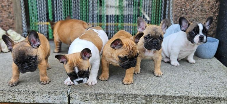 French Bulldog puppies for sale in Lochgelly, Fife – 9 weeks old