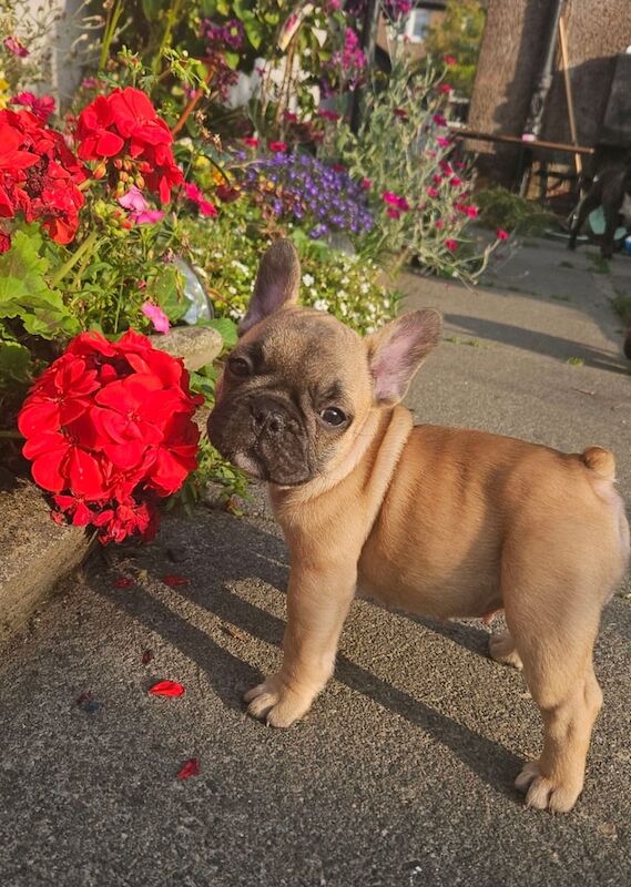 French Bulldog puppies for sale in Lochgelly, Fife – 9 weeks old - Image 2 of 3