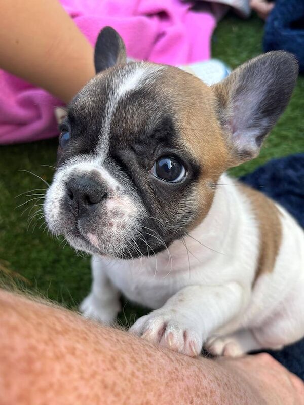 French Bulldog puppies for sale in Lochgelly, Fife – 9 weeks old - Image 3 of 3