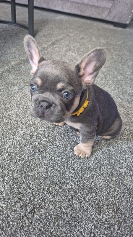 French Bulldog puppies for sale in Bathgate, West Lothian – KC registered, 7 weeks old