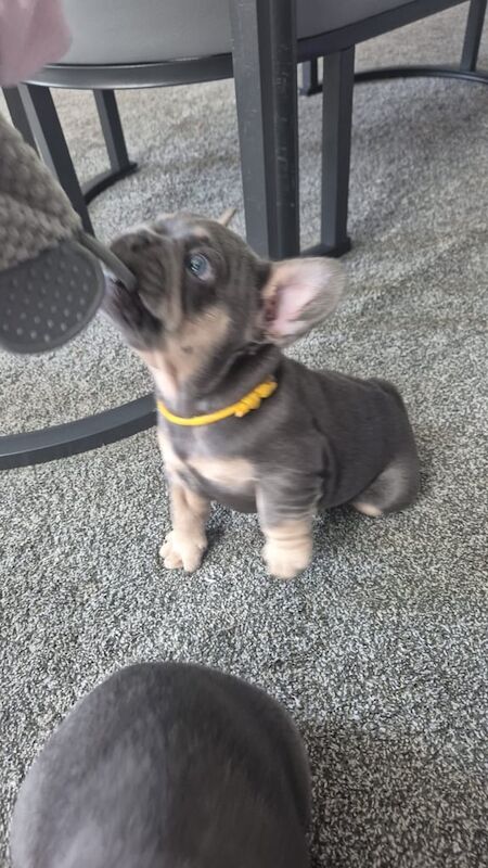 French Bulldog puppies for sale in Bathgate, West Lothian – KC registered, 7 weeks old - Image 2 of 3