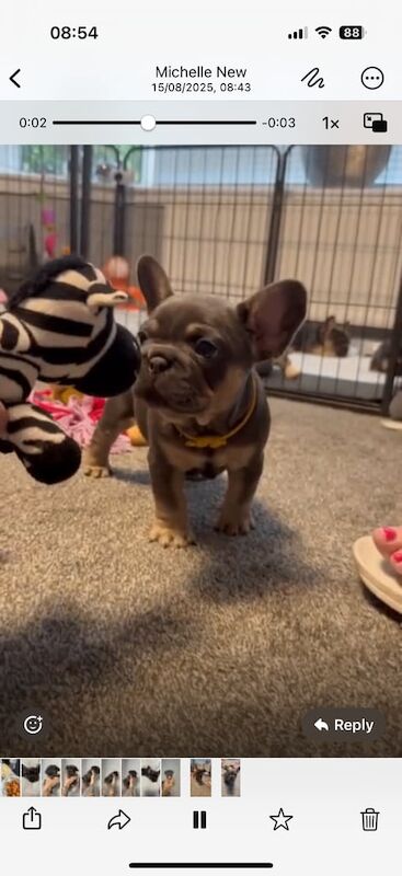 French Bulldog puppies for sale in Bathgate, West Lothian – KC registered, 7 weeks old - Image 3 of 3