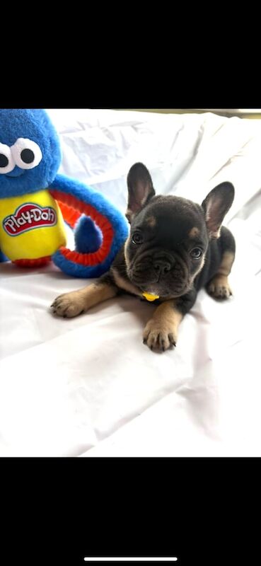 French Bulldog puppies for sale in Galashiels, Roxburgh, Ettrick and Lauderdale – KC registered, 5 weeks old