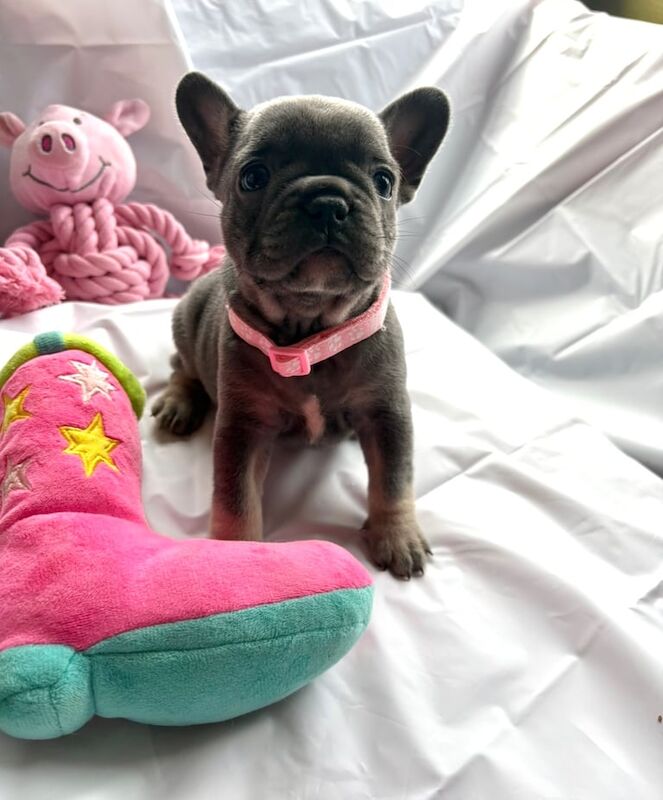 French Bulldog puppies for sale in Galashiels, Roxburgh, Ettrick and Lauderdale – KC registered, 5 weeks old - Image 3 of 3