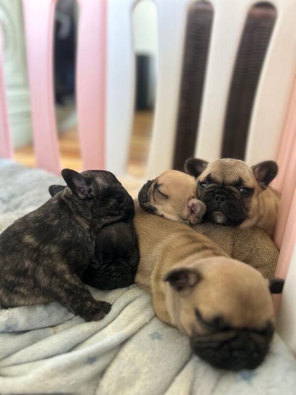 French Bulldog puppies for sale in Aberdeen, City of Aberdeen – KC registered, 8 weeks old