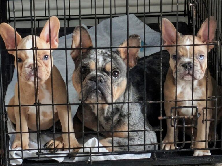 French Bulldog puppies for sale in New Mills, Derbyshire – 11 weeks old