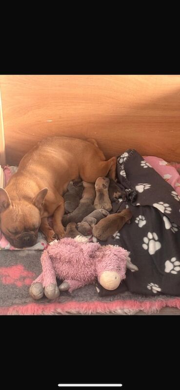 French Bulldog puppies for sale in Newtownabbey, County Antrim – 1 week old