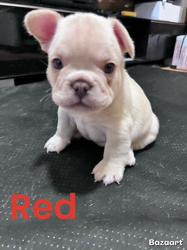 French Bulldog puppies for sale in Longsight, Greater Manchester – 6 weeks old