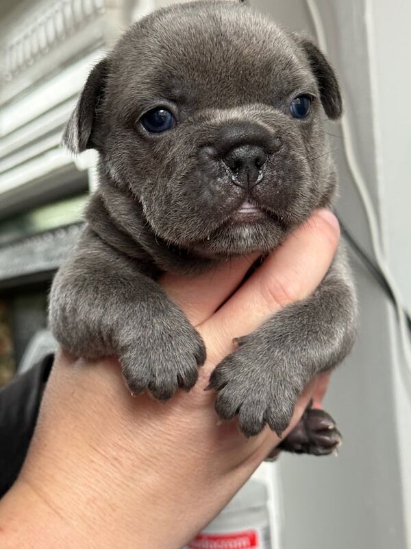 French Bulldog puppies for sale in Knottingley, West Yorkshire – KC registered, 7 weeks old