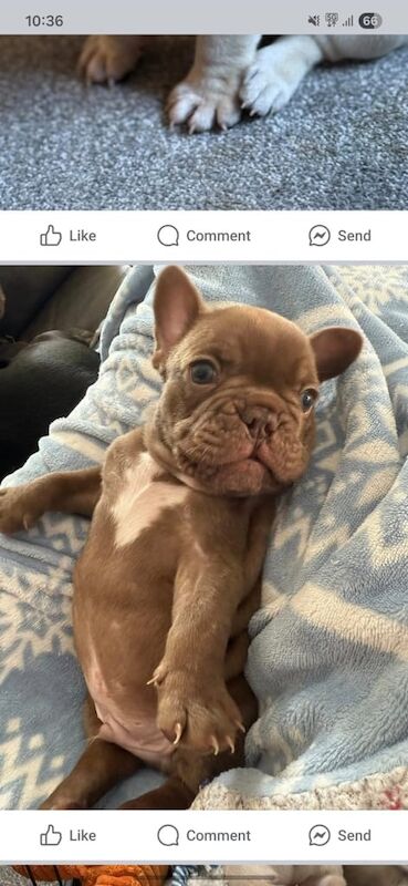 French Bulldog puppies for sale in Knottingley, West Yorkshire – KC registered, 4 months old - Image 2 of 3