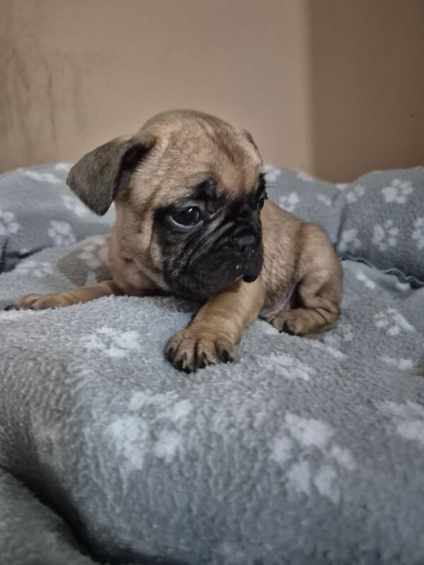 French bulldog puppies - Image 2 of 3