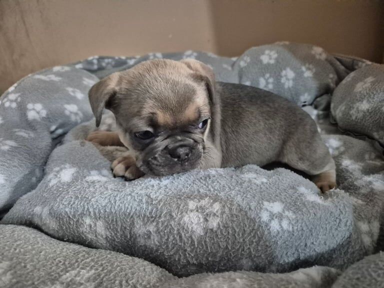 French bulldog puppies - Image 3 of 3