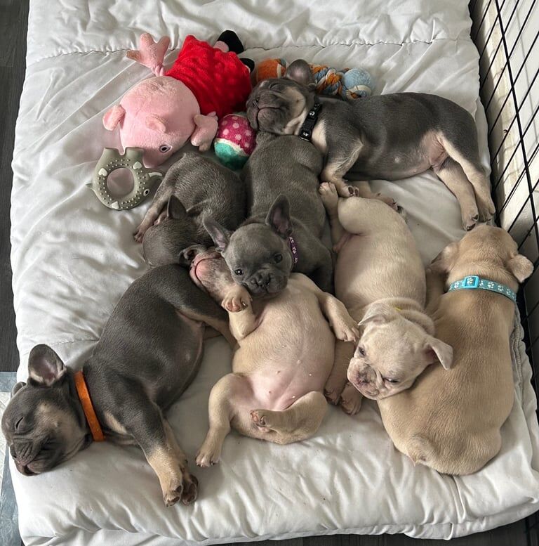 French bulldog puppies - Image 2 of 3